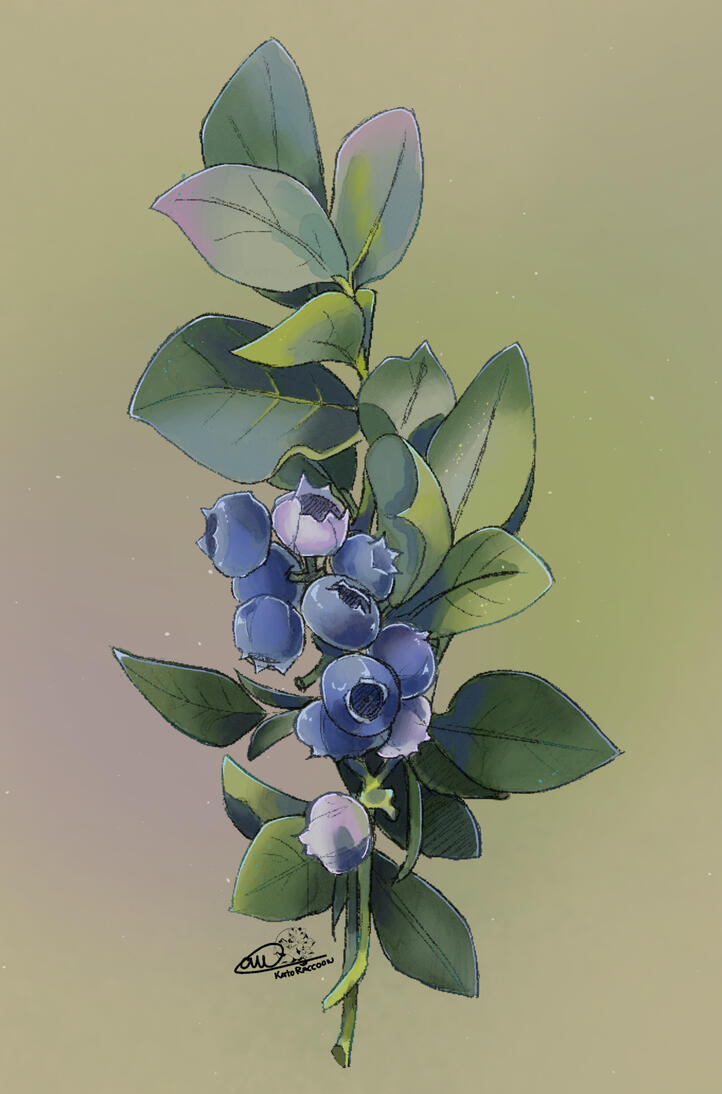 Blueberries