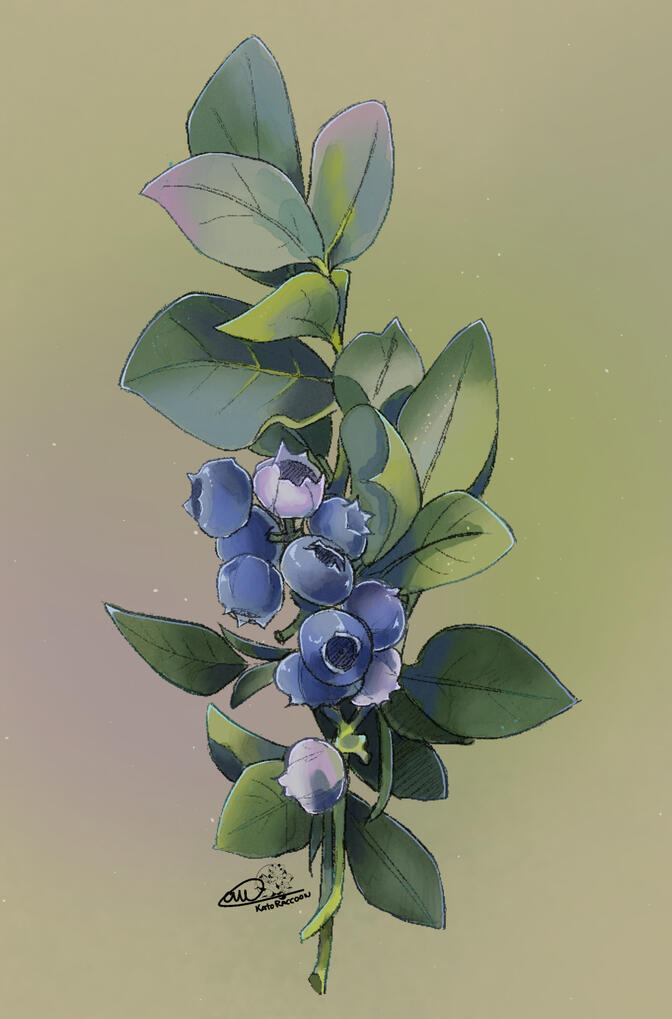 Blueberries
