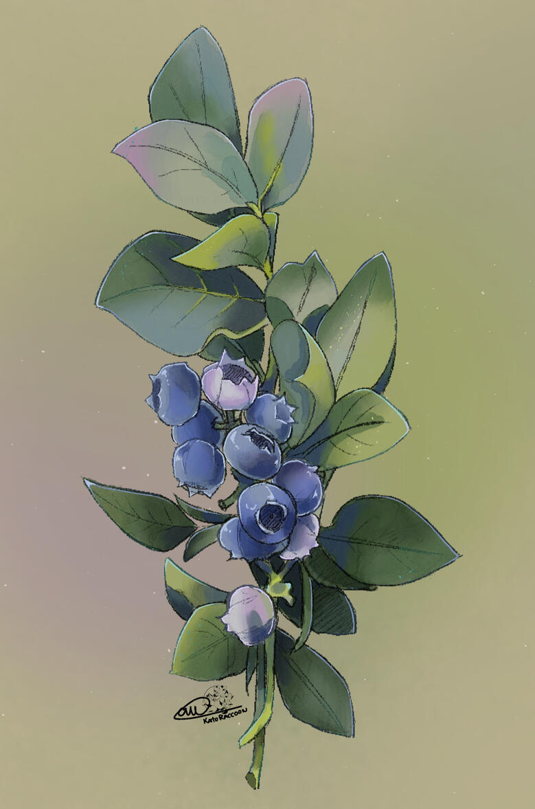 Branch of blueberries Branch of blueberries